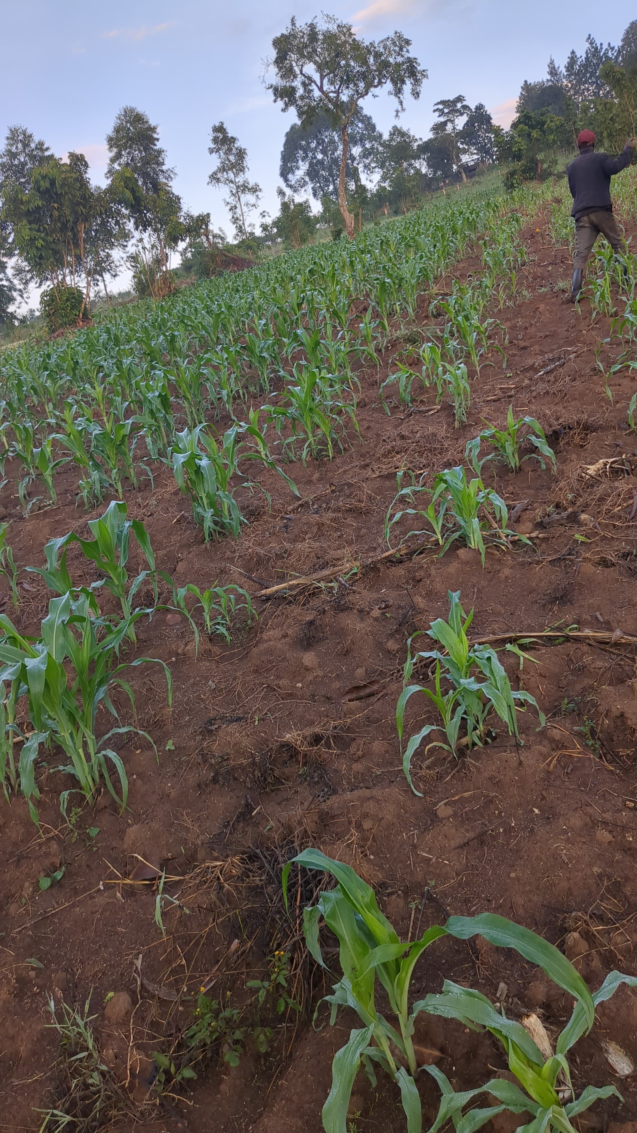 Sustainable Agriculture